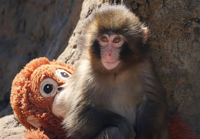 ماجرای پانچ، دنیای بیرحم رسانه و سمپاتی‌های دوگانه